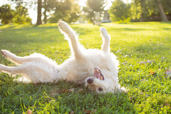 Identifying and Relieving Your Pet From Allergies and AutoImmune Imbalances