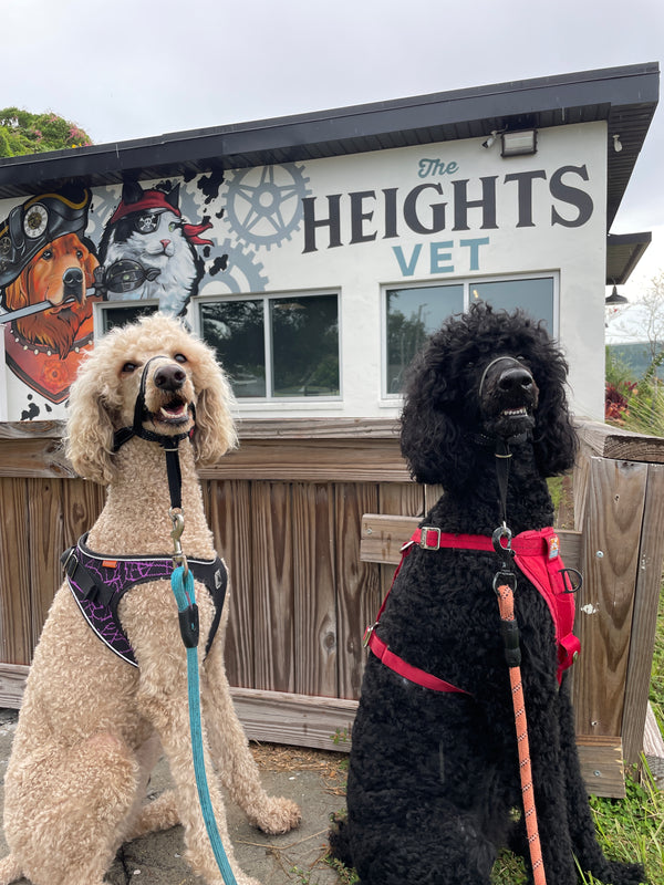 The Heights Veterinarian Clinic in Tampa Bay now offers Woof Creek Wellness!