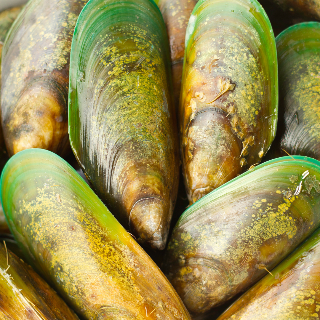 Why are Green Lipped Mussels Good for Dogs?