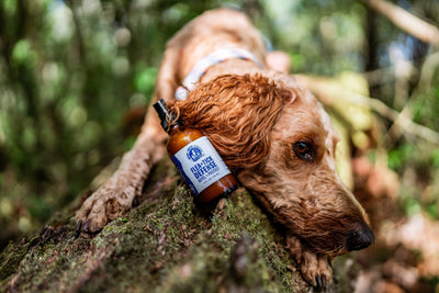 Natural Flea + Tick Defense Bundle | Supplement + Spray for Dogs - Woof Creek Pet Wellness