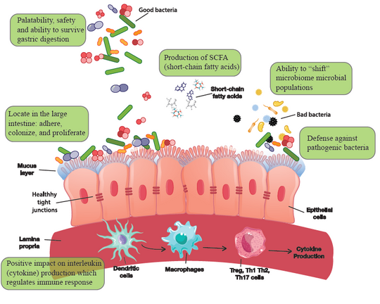 Gut + Digestion Support | Essential Probiotic Meal Topper for Dogs - Woof Creek Dog Wellness