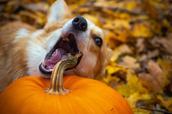 Pumpkin Pupper Doodles