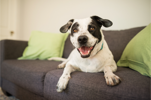 Understanding and Managing Your Dog’s Anxiety