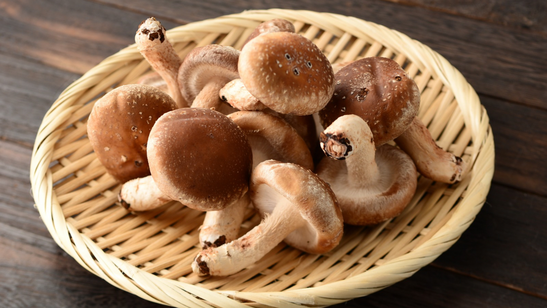 Shiitake Mushroom for Dogs & Cats: More Than a Culinary Mushroom