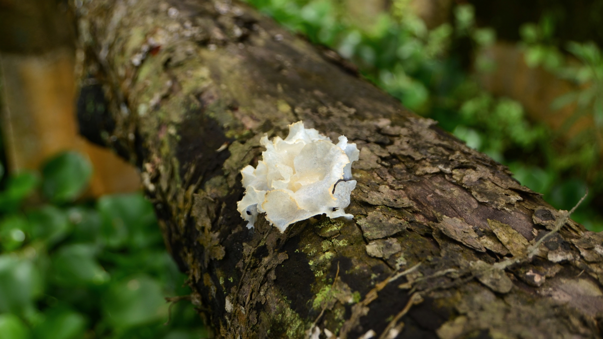 Tremella Mushroom for Dogs & Cats: Nature's Hydration Mushroom