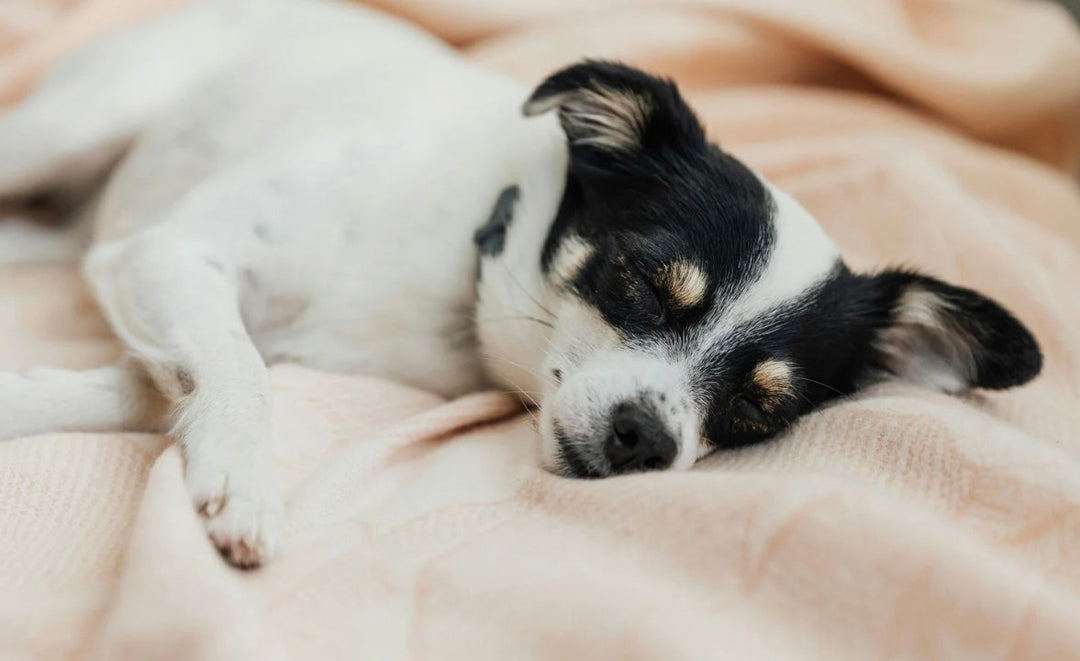 Ashwagandha for Dogs: Natural Stress Relief + Gut, Immune & Joint Benefits