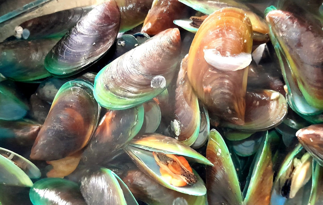 Why are Green Lipped Mussels Good for Dogs?