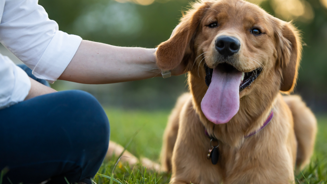 Supporting Your Pet’s Gut Health