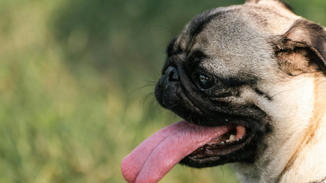 Dog Heat Safety Guide: How to Prevent Overheating This Summer