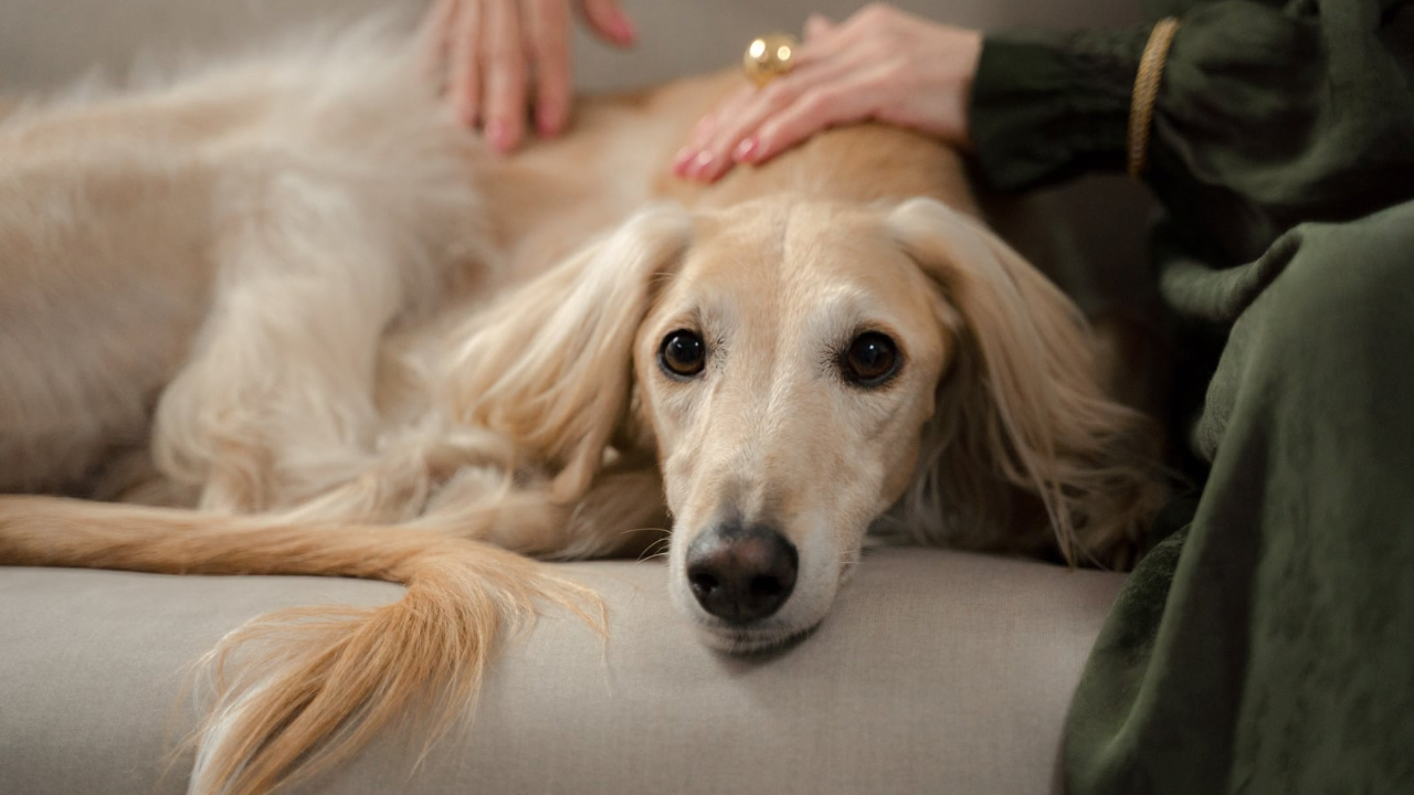 Helping Your Pet Navigate Summer Stress: Storms, Fireworks & Seasonal Changes