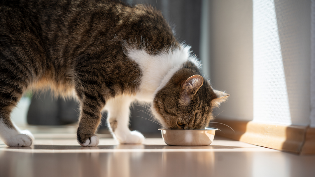 The Hidden World Inside Your Cat: Why the Gut Microbiome Matters