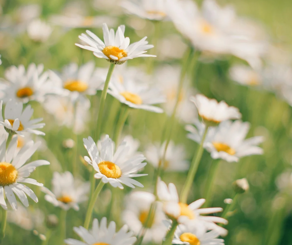 Chamomile for Dogs: A Natural Way to Promote Calm and Comfort