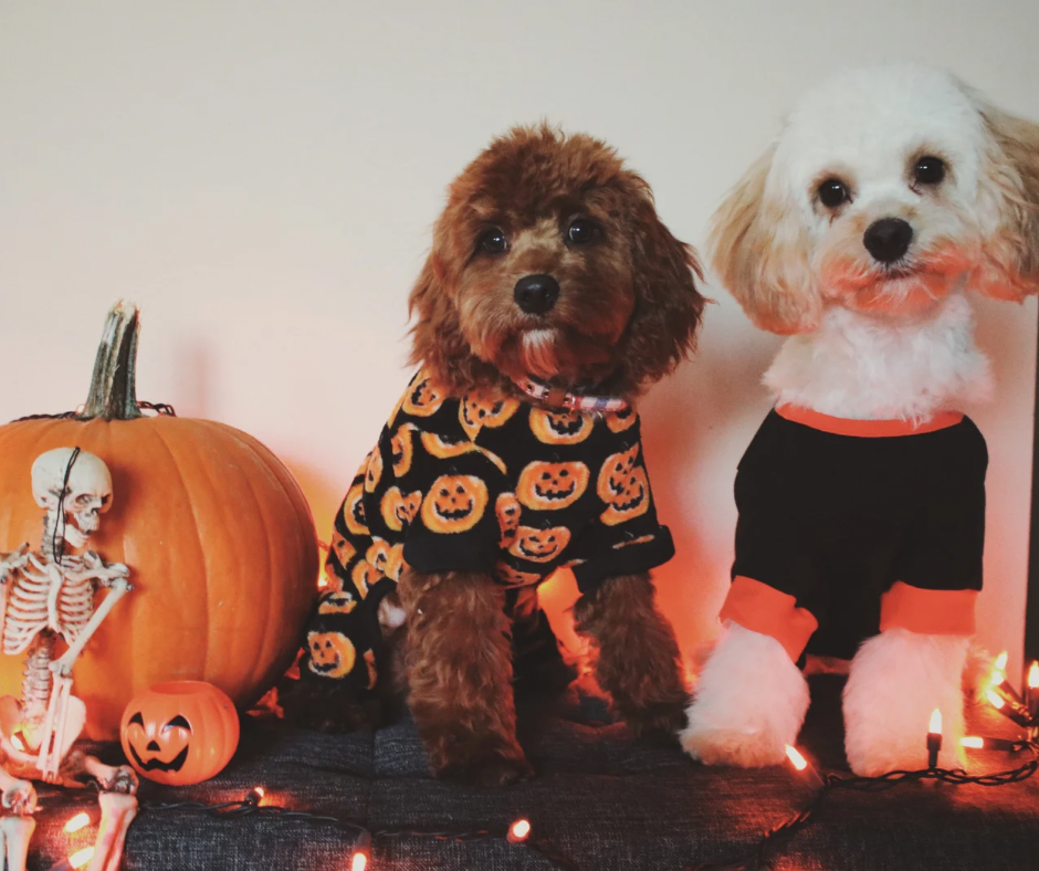 Halloween Safety & Comfort Tips for Pet Parents
