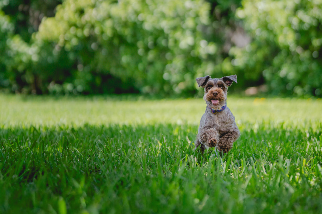 Why Pets Need Pest Prevention Year-Round