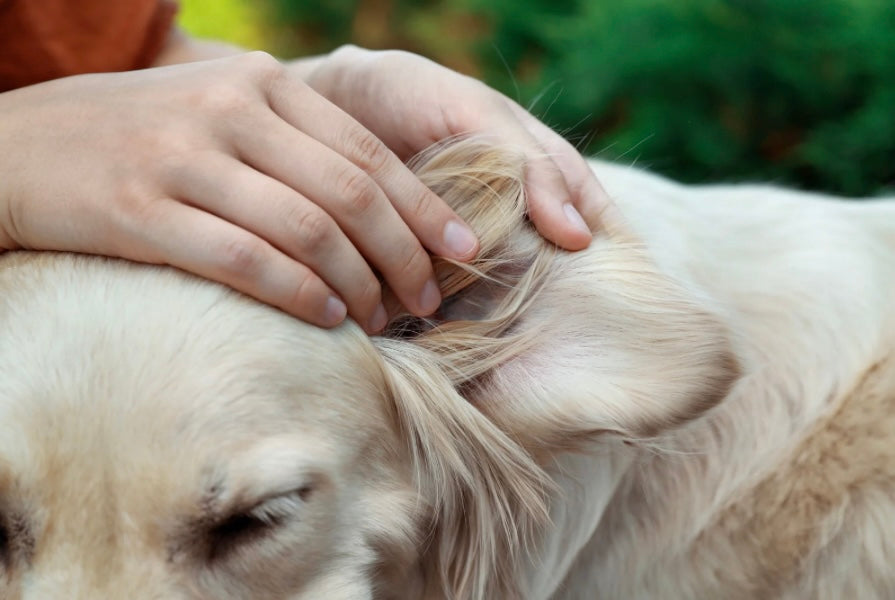 Ultimate Guide to a Head-to-Toe Health Check for Your Pet