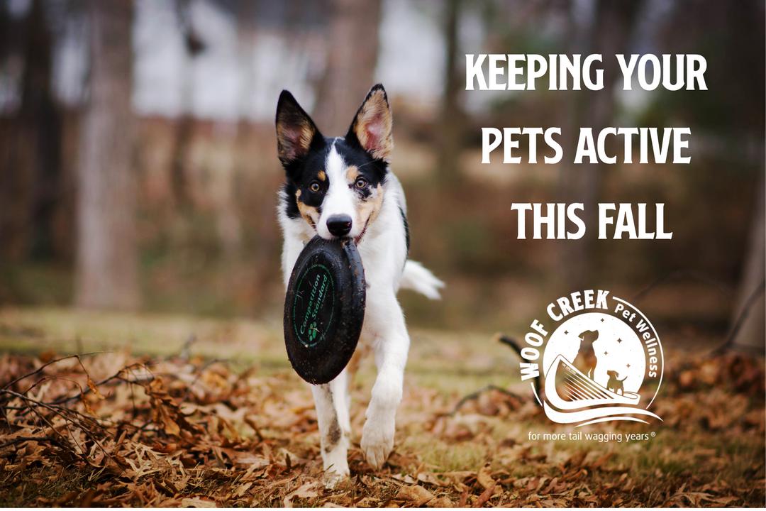 Keeping Your Pets Active & Happy This Fall