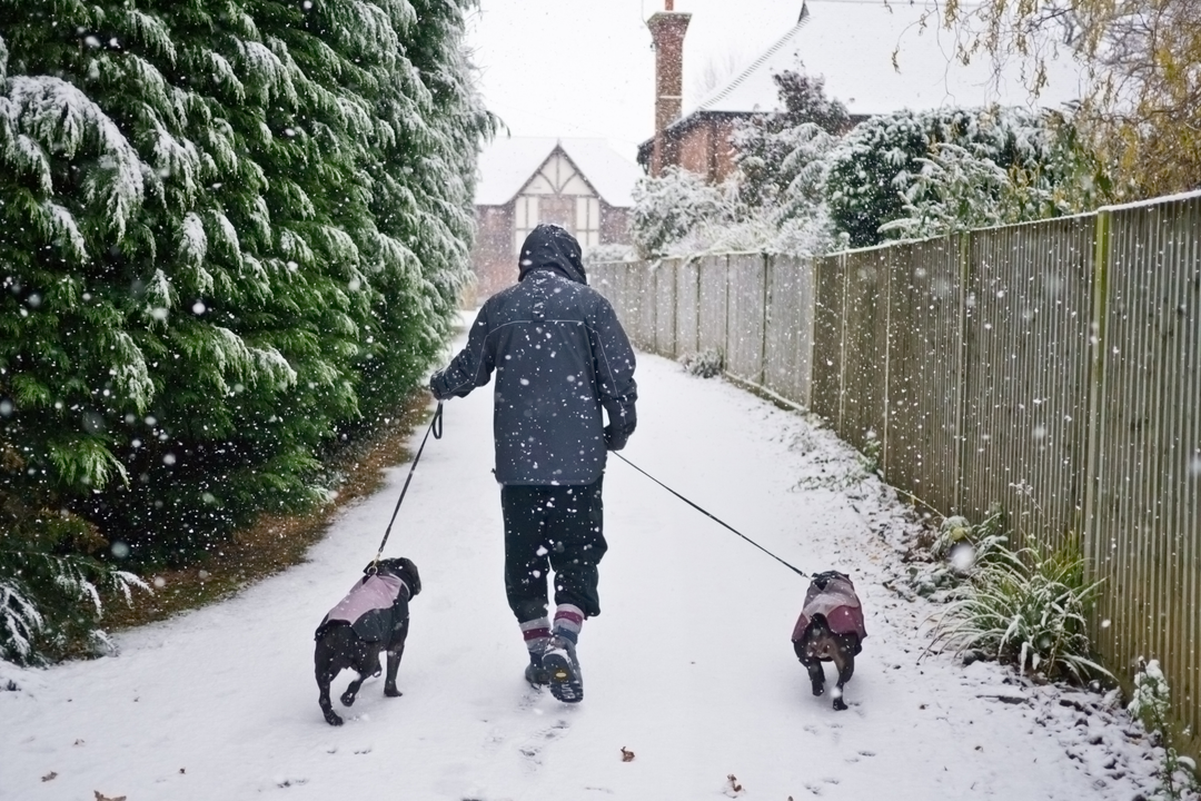 Safe & Fun Pet-Friendly Activities to Enjoy This Winter