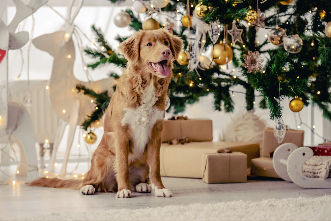 Keeping Your Fur Kids Comfortable During Holiday Stress