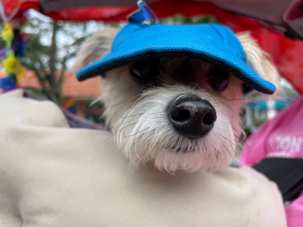 Woof Wonderland: Tampa Bay!