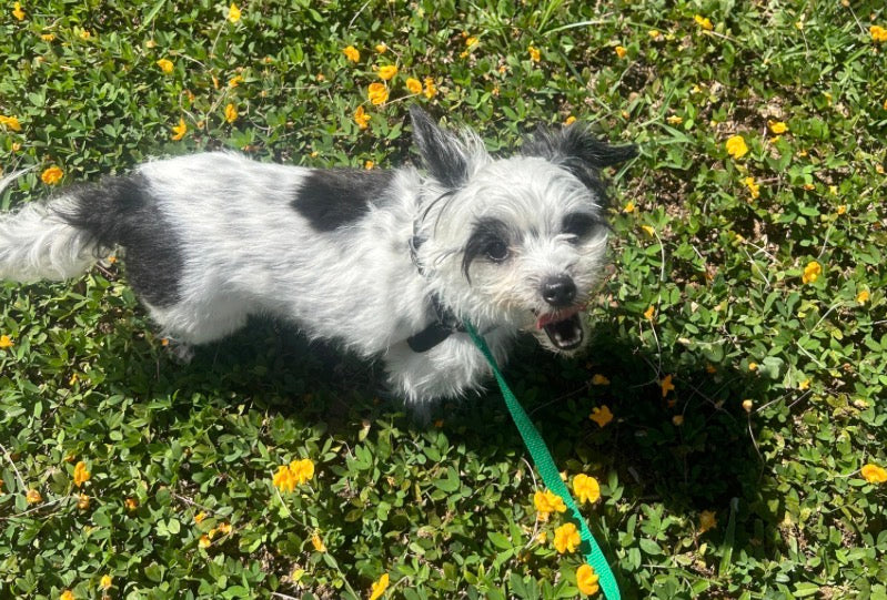 How to Get Rid of Fleas Naturally: Safe Remedies for Pets, Furniture & Your Home