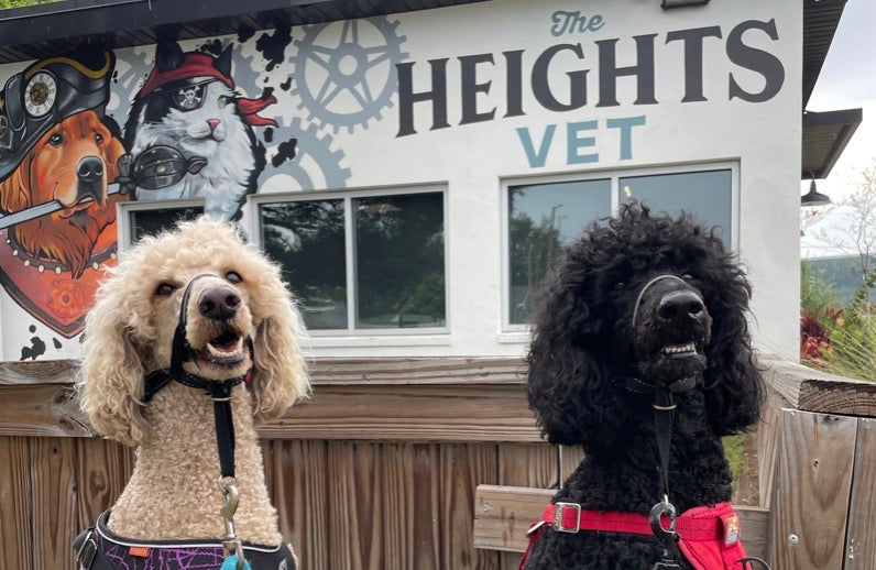 The Heights Veterinarian Clinic in Tampa Bay now offers Woof Creek Wellness!