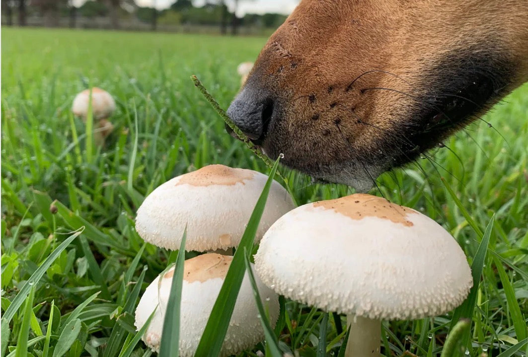 A Myriad of Mushrooms for Dogs, Benefits to Bark About