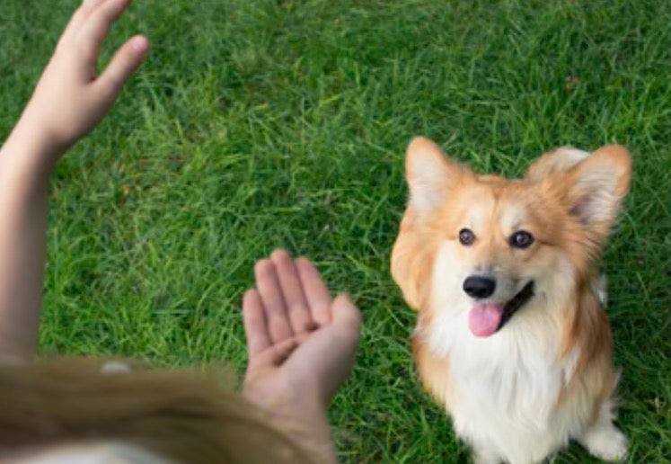 Dog Training Tips: teach my dog to sit!