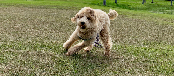 Is My Dog Getting Too Much Fat?