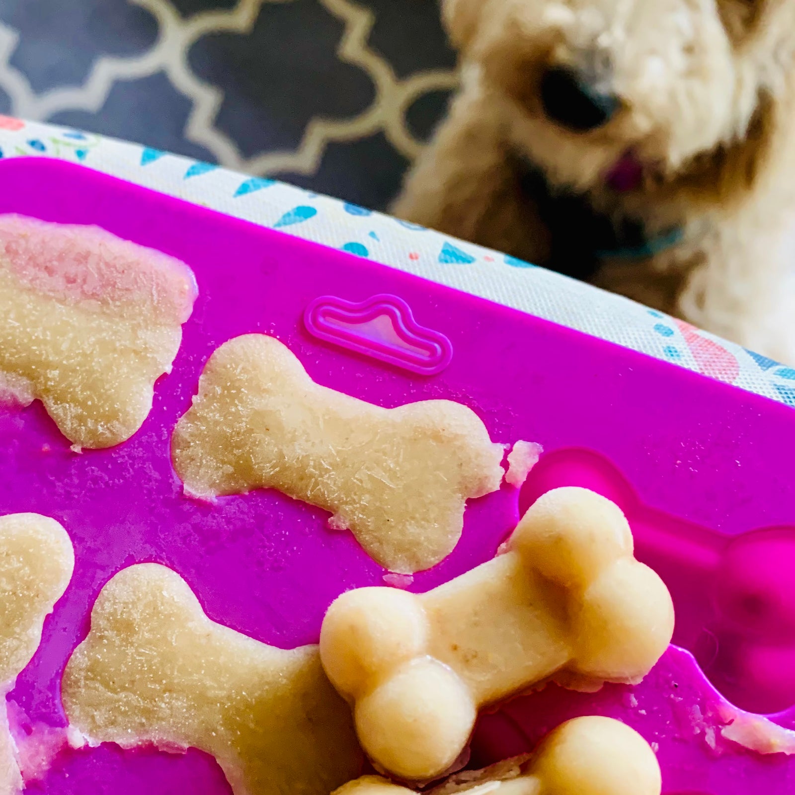 Frozen dog treats - salmon and apople bones 