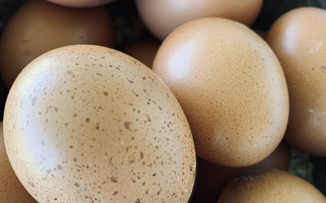 Can my dog have eggs fresh from the farm?
