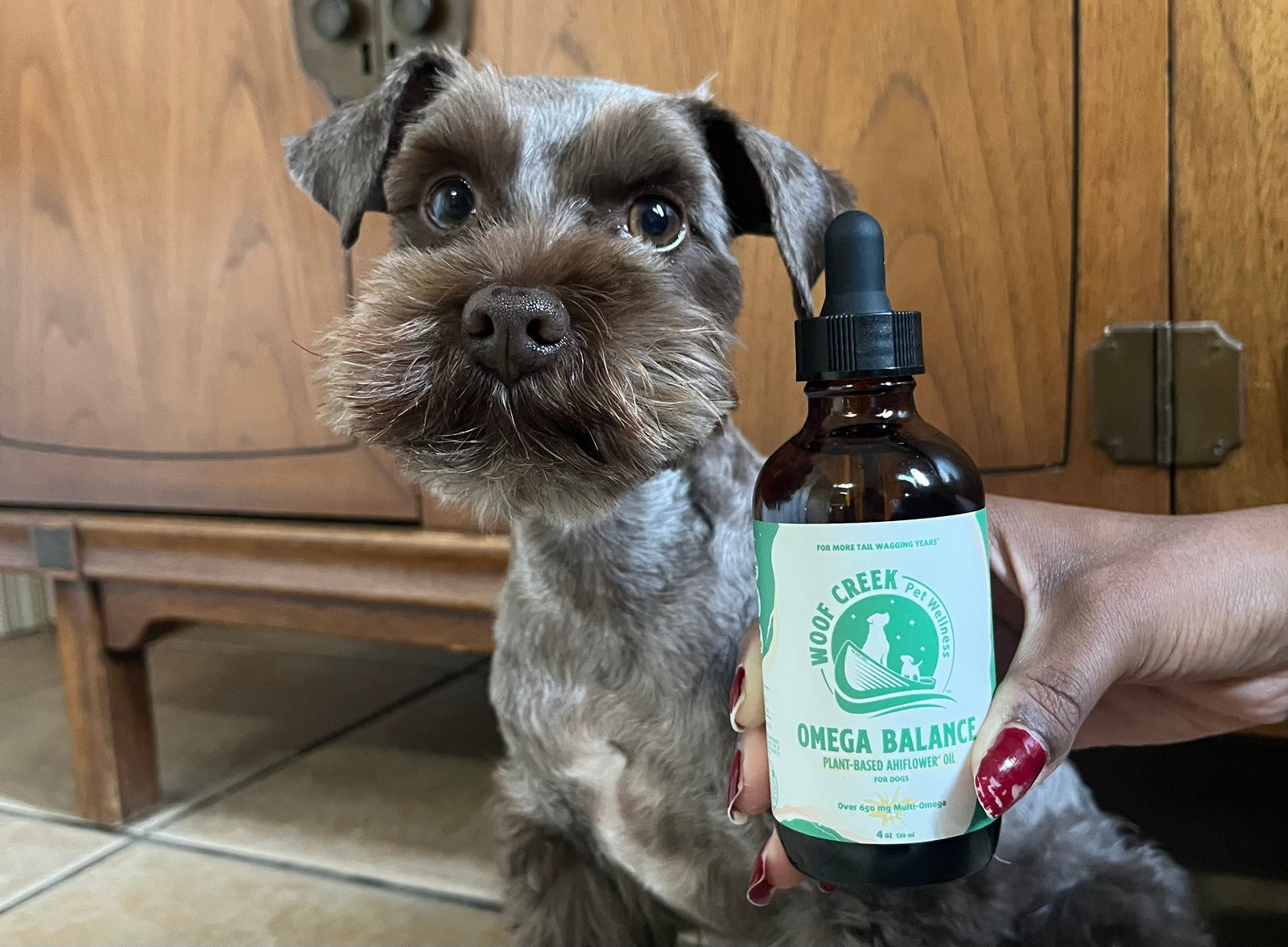 A Thoughtful Approach to Omega Support for Dogs