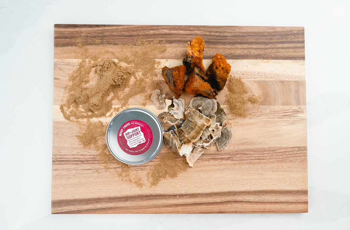 Why Mushrooms? Partnering With Nature for Whole-Pet Wellness