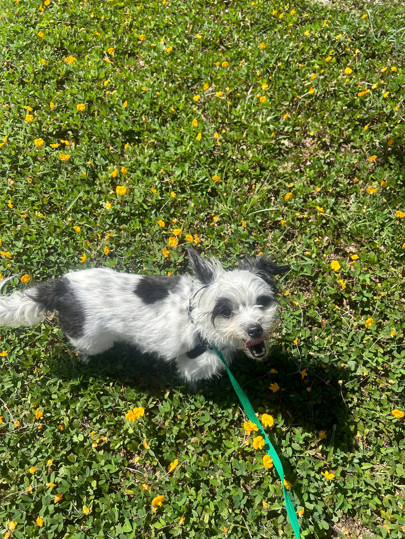 How to naturally eradicate fleas from fur family, furniture, and all.