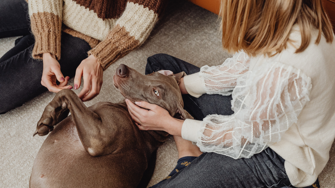 Get Hands-On With Your Pet: Why a Monthly Health Check Matters