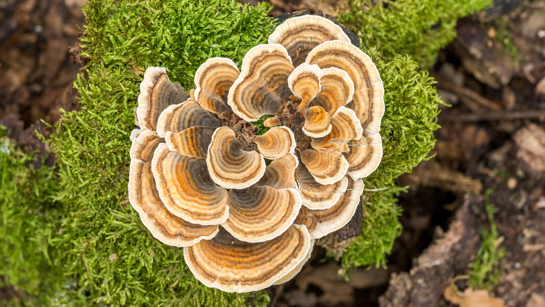Turkey Tail Mushroom for Dogs & Cats: What Makes It So Remarkable?