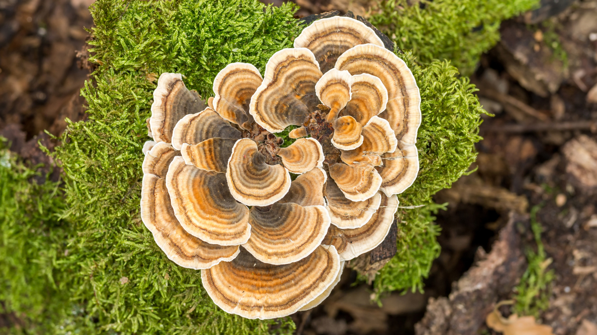 Turkey Tail Mushroom for Dogs & Cats: What Makes It So Remarkable?