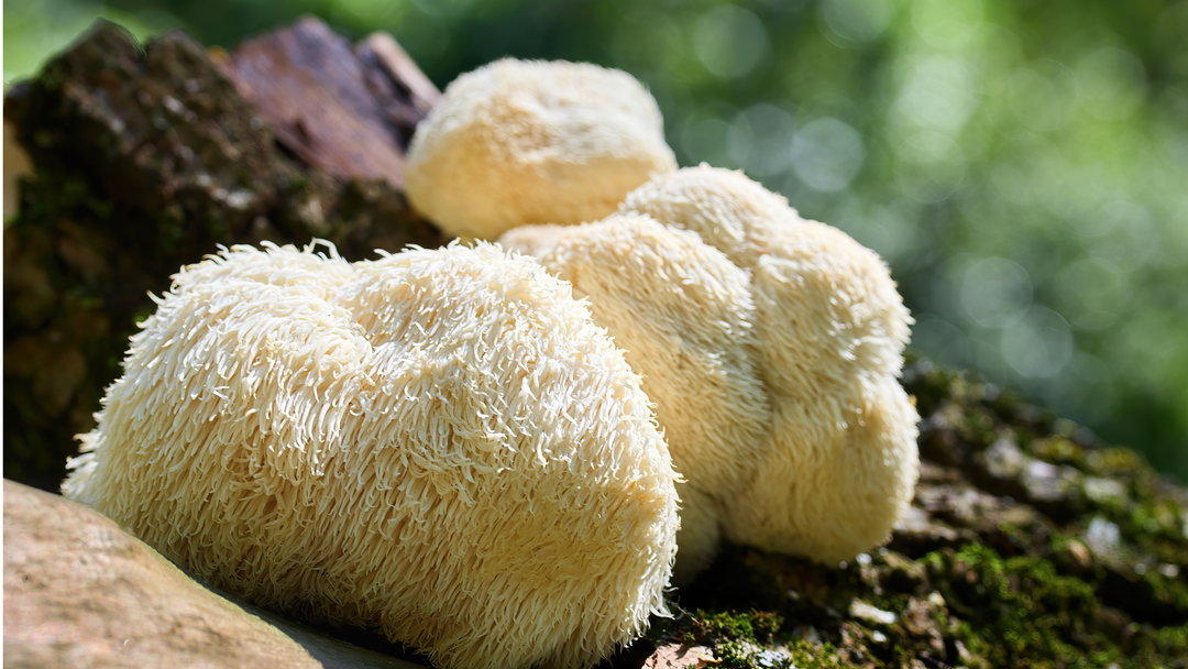 Lion's Mane Mushroom for Dogs & Cats: Supporting the Brain-Gut Connection