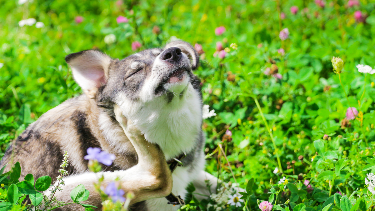 Why Is My Pet Itching?