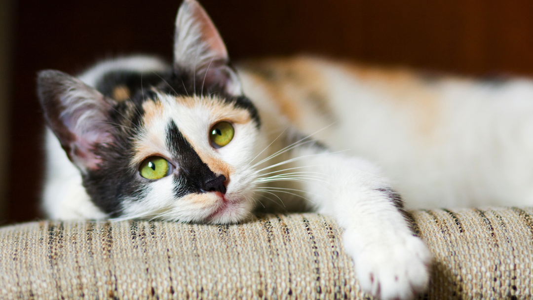 Your Cat's Health Starts Somewhere You Can't See