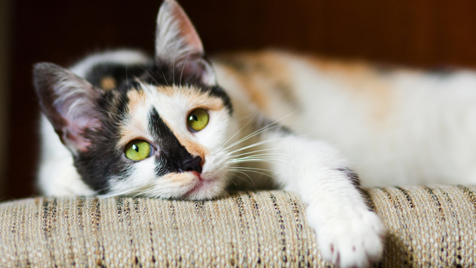 Your Cat's Health Starts Somewhere You Can't See