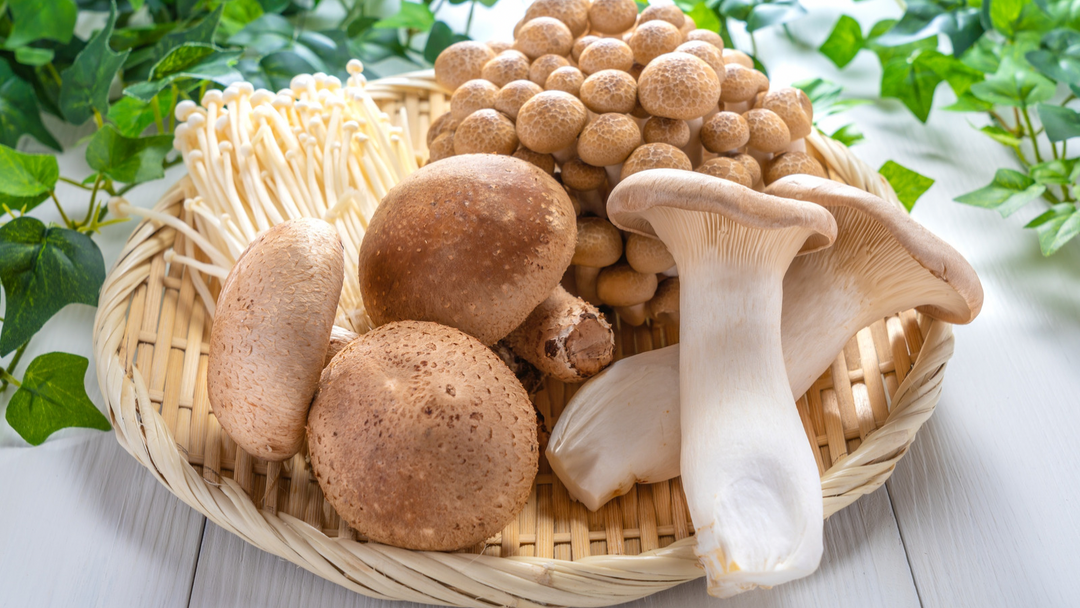 Functional Mushrooms for Dogs & Cats: A Partner for Fresh Food