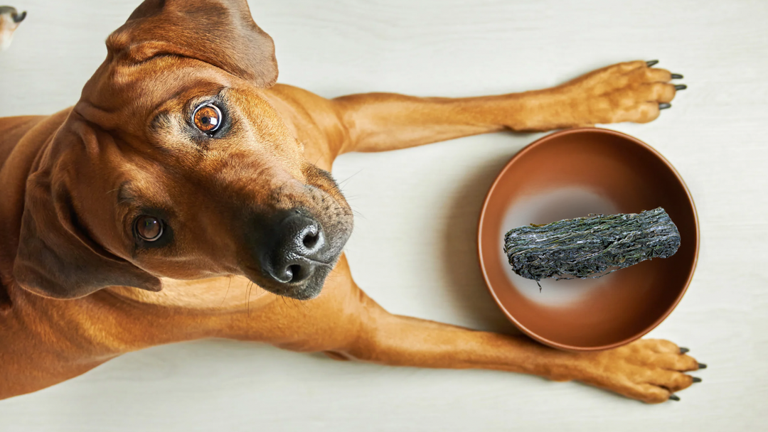 Is Kelp Good for Dogs and Cats? Here’s What Every Pet Parent Should Know