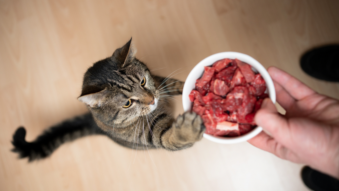 Raw Feeding & Food Safety: Your Kitchen Already Knows More Than You Think