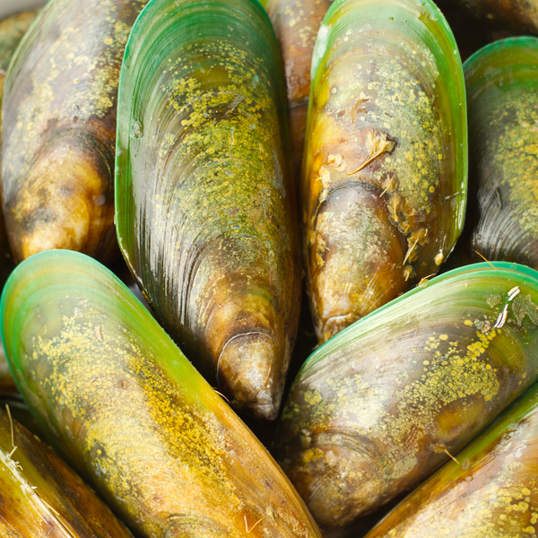 Why are Green Lipped Mussels Good for Dogs?