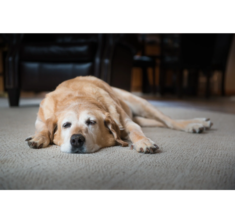 What’s Inside Our Hip & Joint Support and Why It Matters for Your Dog’s Mobility