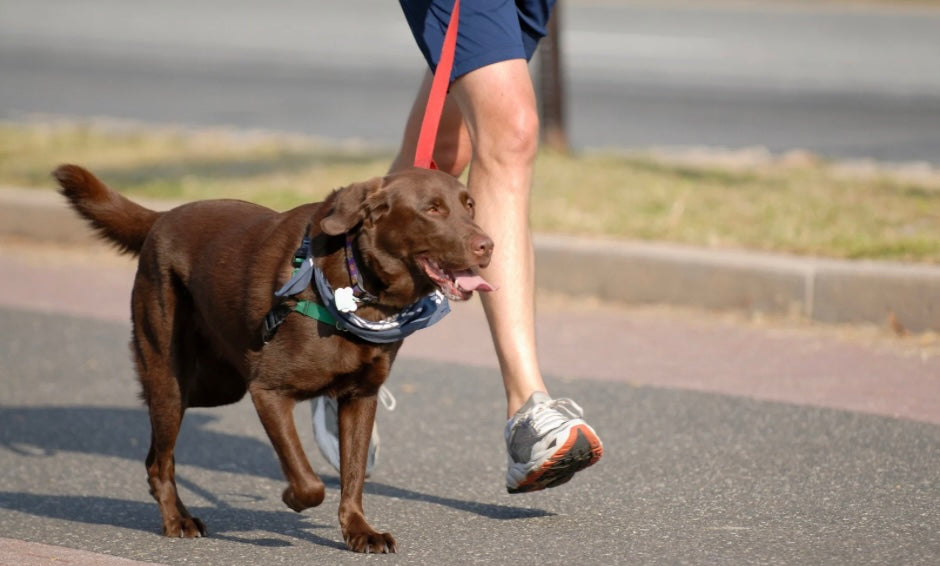 K-9 Fitness Month: Why Daily Movement Matters More Than You Think