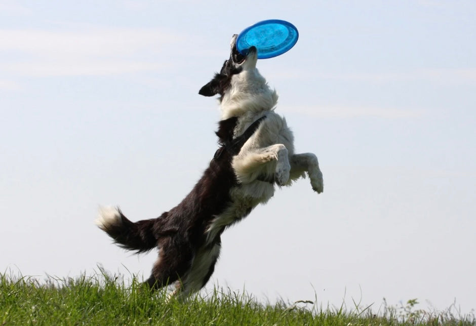 Joint Support for Active Dogs: A Whole-Body Mobility Guide for Agility and Disc Dogs
