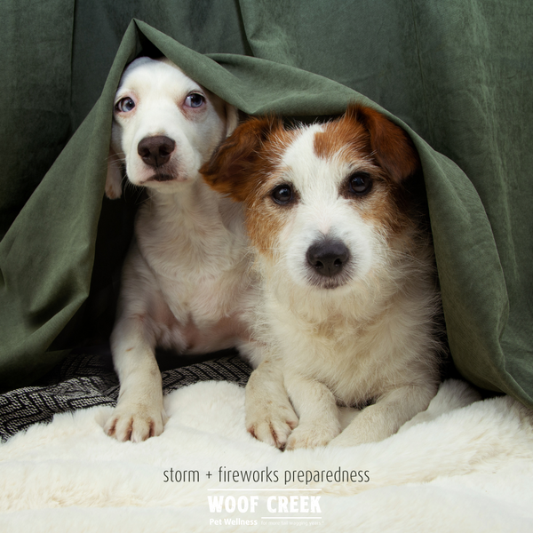6 To-Dos to Prep Your Pets for Storm Season + Fireworks