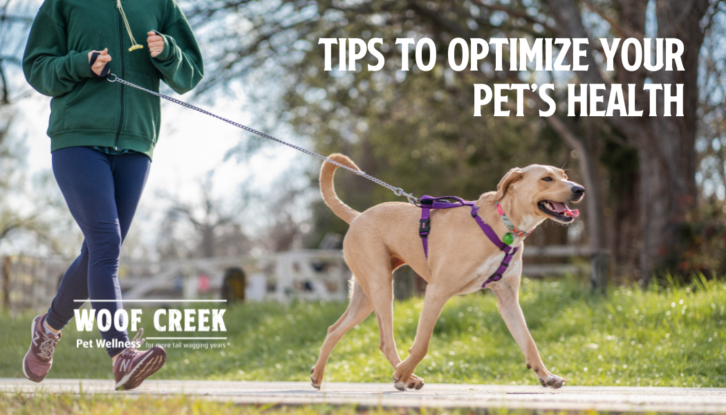 Easy and Affordable Low Hanging Fruit for Your Pet's Health!