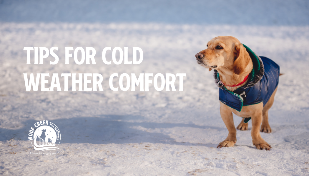 Tips to Keep Your Pets Comfy in Cold Weather! | Woof Creek Pet Wellness